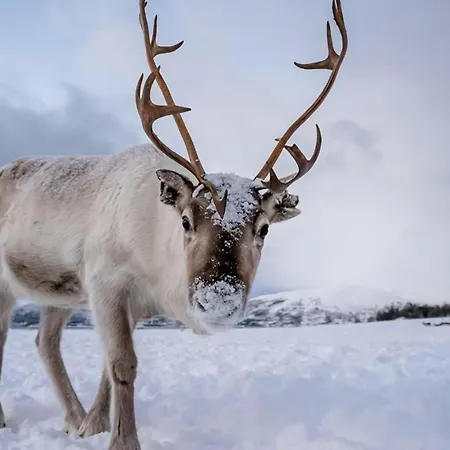 Center I Stargaze With Telescope Leilighet *